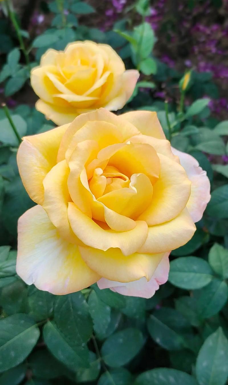 韶关适合养什么花，市花和市树是什么？2021年韶关花市在什么地方？-第3张图片-优品飞百科