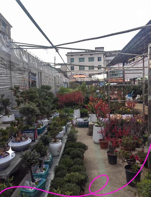 韶关适合养什么花，市花和市树是什么？2021年韶关花市在什么地方？-第4张图片-优品飞百科