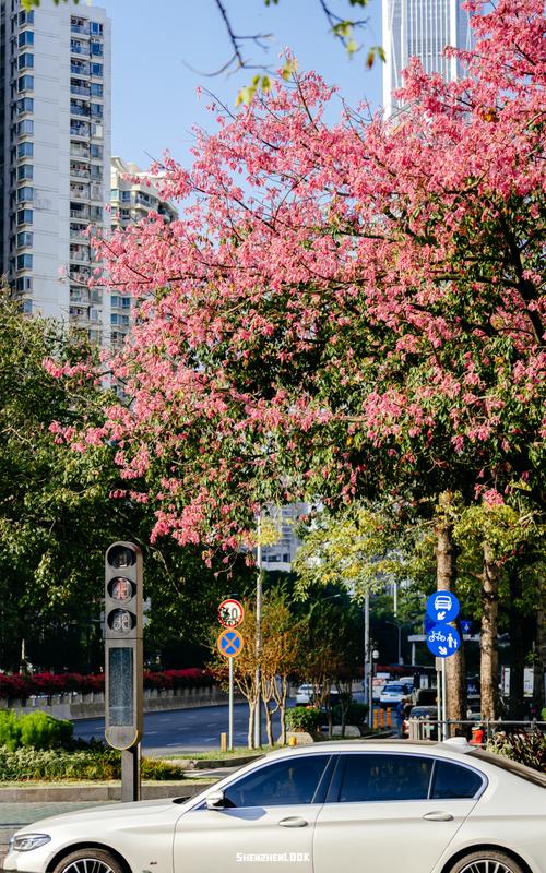 韶关适合养什么花，市花和市树是什么？2021年韶关花市在什么地方？-第5张图片-优品飞百科