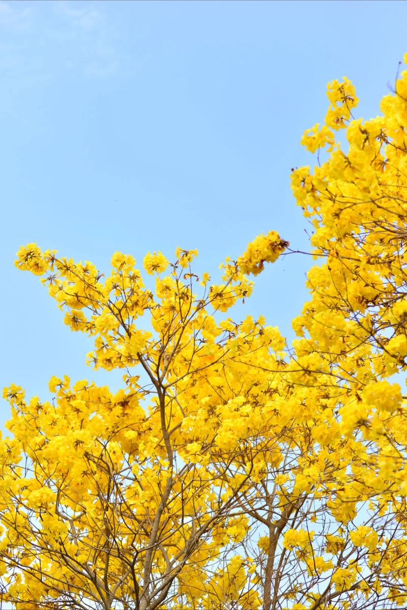 韶关适合养什么花，市花和市树是什么？2021年韶关花市在什么地方？-第6张图片-优品飞百科