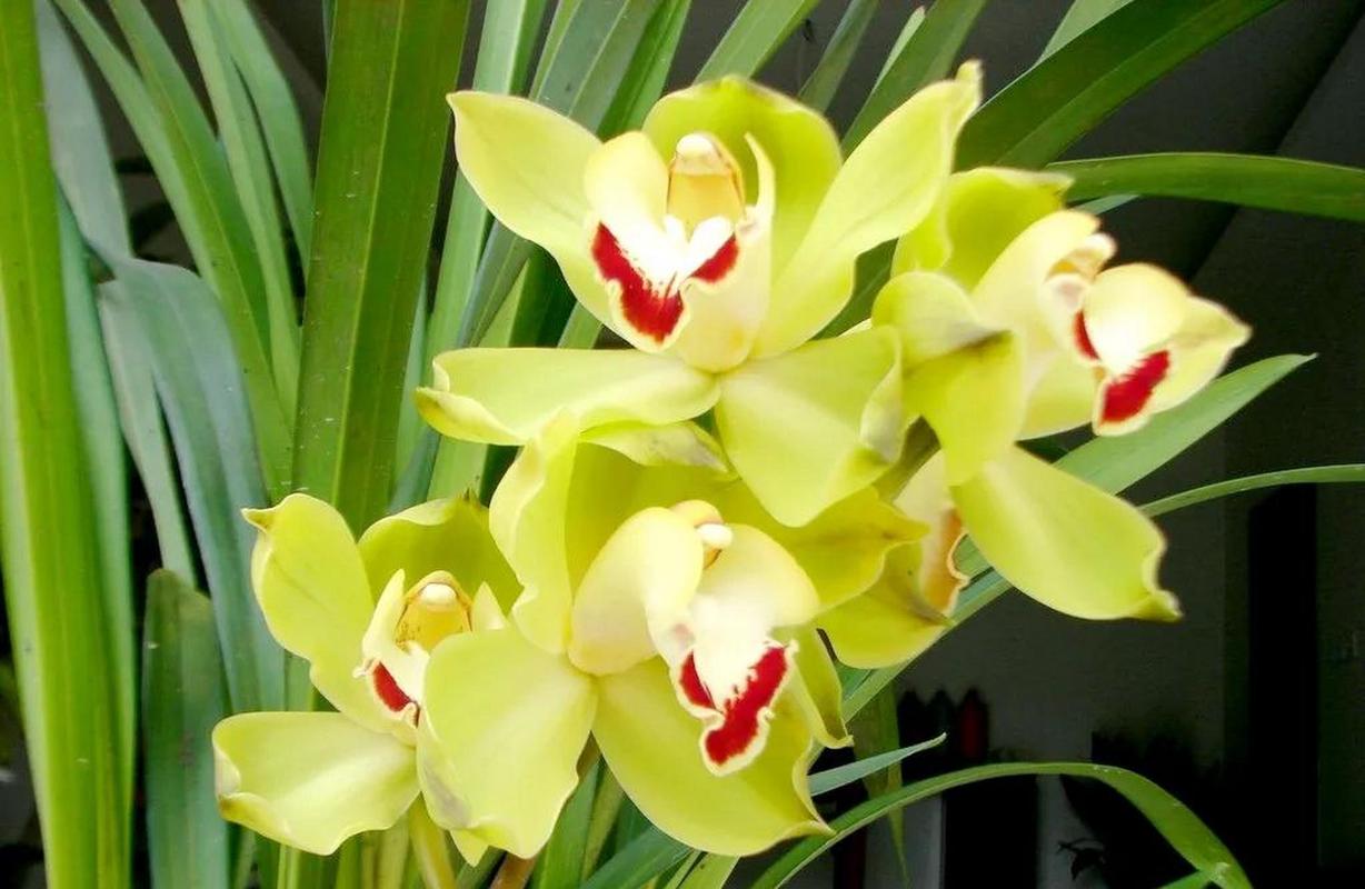 韶关适合养什么花，市花和市树是什么？2021年韶关花市在什么地方？-第7张图片-优品飞百科