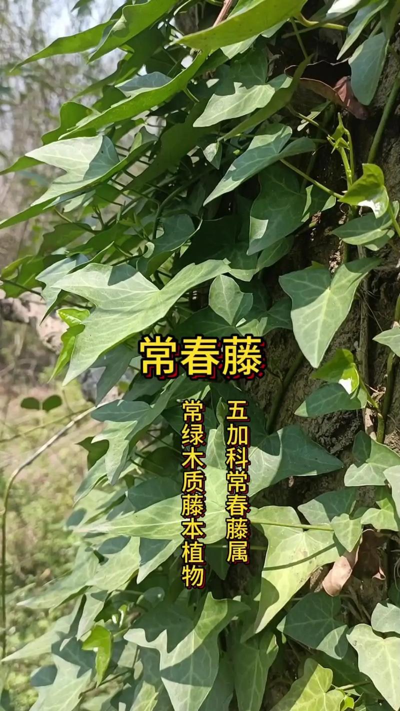 常春藤有毒吗，常春藤有毒吗?