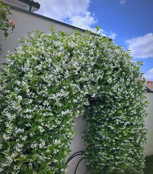 常春藤有毒吗，常春藤有毒吗?-第2张图片-优品飞百科