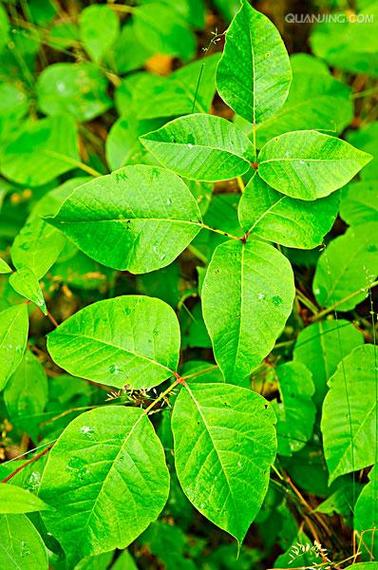 常春藤有毒吗，常春藤有毒吗?-第3张图片-优品飞百科