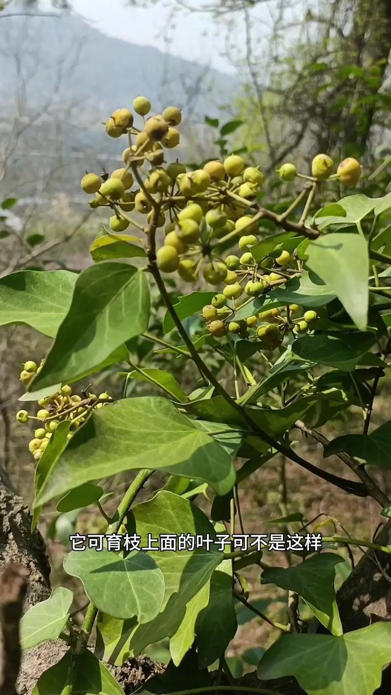 常春藤有毒吗，常春藤有毒吗?-第4张图片-优品飞百科