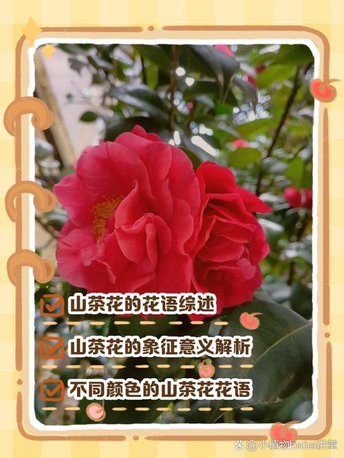 山茶花花语及传说，山茶花得花语？