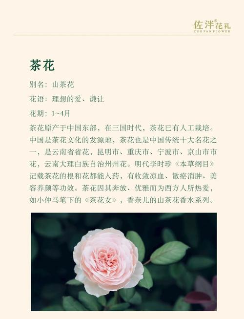 山茶花花语及传说,山茶花得花语?-第3张图片-优品飞百科 山茶花花语及传说,山茶花得花语?-第3张图片-优品飞百科