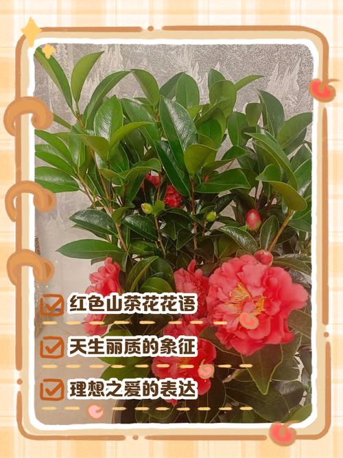 山茶花花语及传说,山茶花得花语?-第4张图片-优品飞百科 山茶花花语及传说,山茶花得花语?-第4张图片-优品飞百科