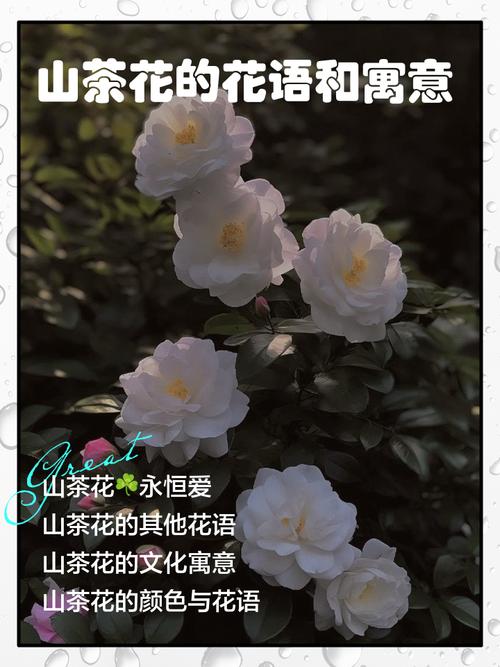 山茶花花语及传说,山茶花得花语?-第5张图片-优品飞百科 山茶花花语及传说,山茶花得花语?-第5张图片-优品飞百科