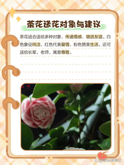 山茶花花语及传说,山茶花得花语?-第6张图片-优品飞百科 山茶花花语及传说,山茶花得花语?-第6张图片-优品飞百科