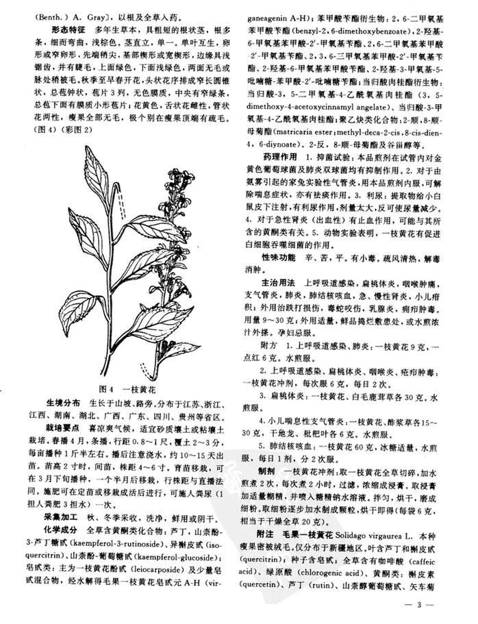 一枝黄花的功效与作用，贵州百灵一枝黄花的功效与作用？-第2张图片-优品飞百科