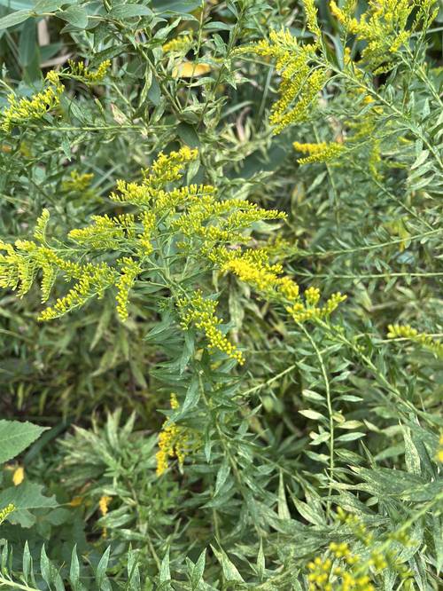 一枝黄花的功效与作用，贵州百灵一枝黄花的功效与作用？-第3张图片-优品飞百科