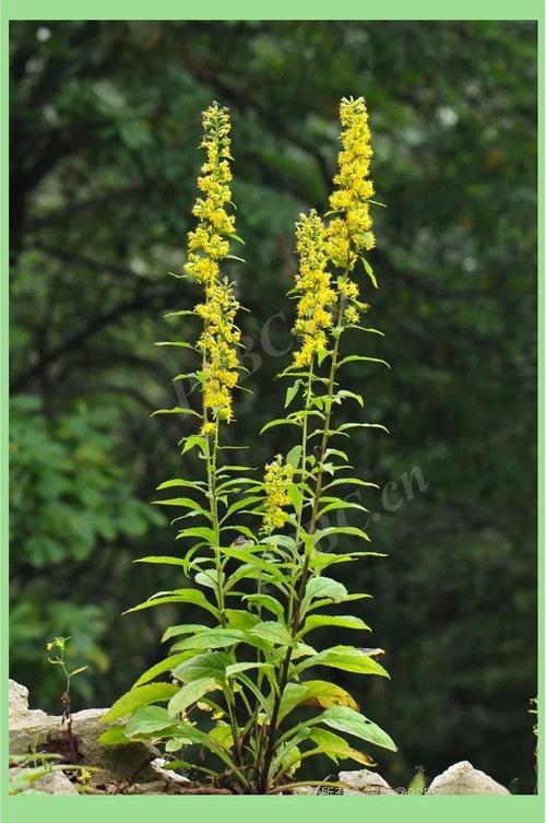 一枝黄花的功效与作用，贵州百灵一枝黄花的功效与作用？-第4张图片-优品飞百科