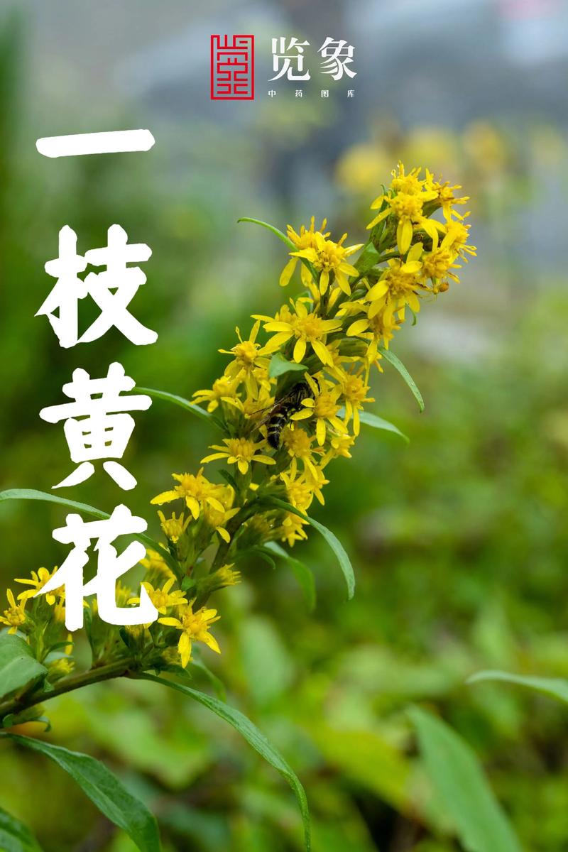 一枝黄花的功效与作用，贵州百灵一枝黄花的功效与作用？-第5张图片-优品飞百科