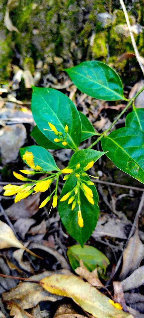 断肠草真的有毒吗，断肠草有毒吗图片大全？-第1张图片-优品飞百科