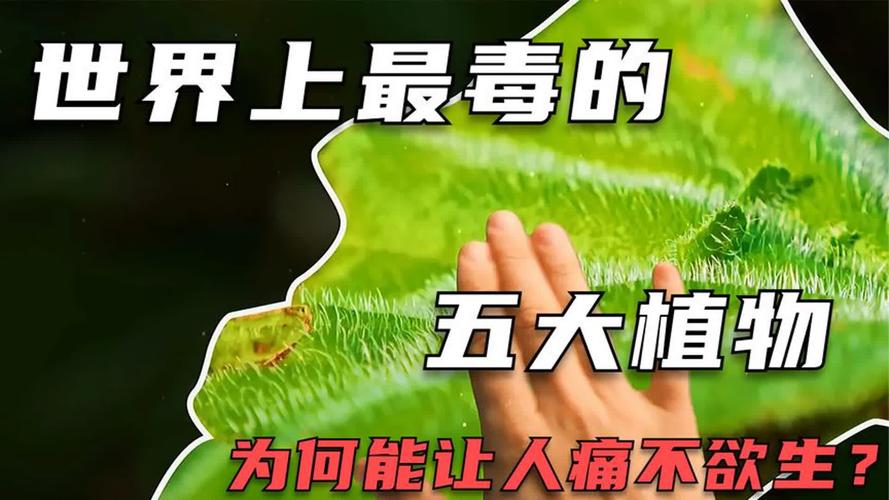 断肠草真的有毒吗，断肠草有毒吗图片大全？-第3张图片-优品飞百科