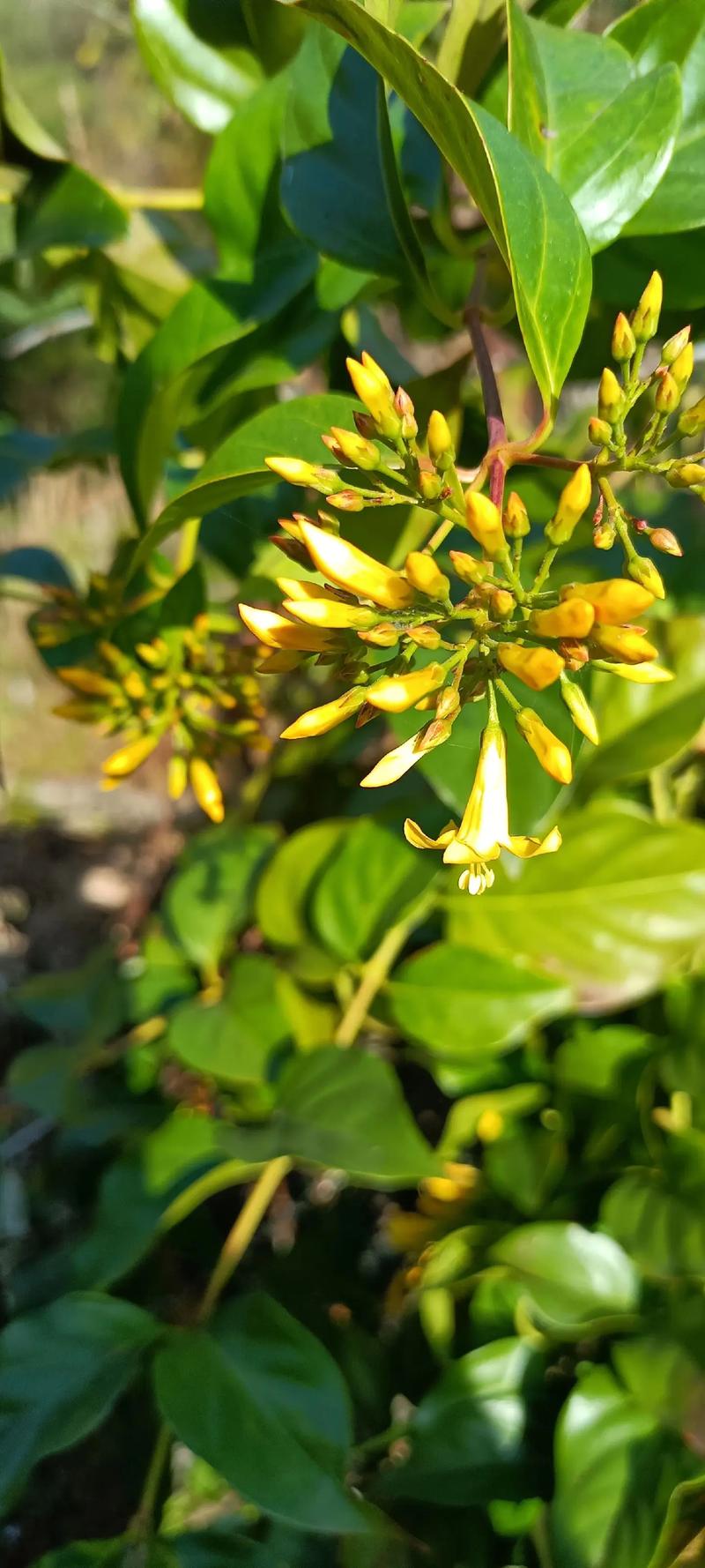 断肠草真的有毒吗，断肠草有毒吗图片大全？-第5张图片-优品飞百科