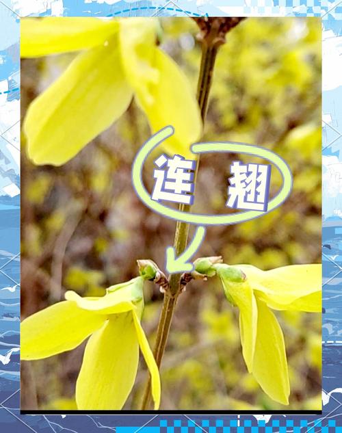 连翘的花语及传说?连翘花的别名有哪些?-第2张图片-优品飞百科 连翘的花语及传说?连翘花的别名有哪些?-第2张图片-优品飞百科