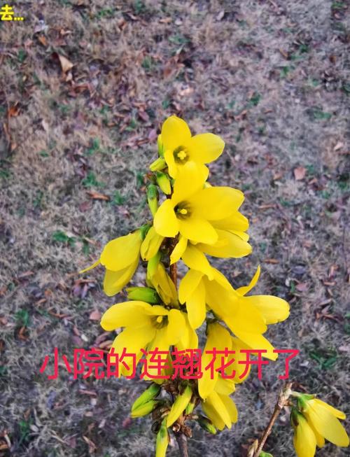 连翘的花语及传说?连翘花的别名有哪些?-第3张图片-优品飞百科 连翘的花语及传说?连翘花的别名有哪些?-第3张图片-优品飞百科