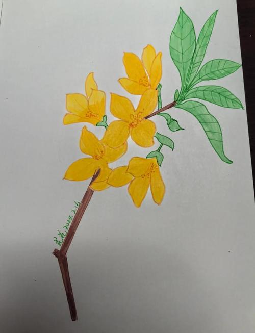 连翘的花语及传说?连翘花的别名有哪些?-第4张图片-优品飞百科 连翘的花语及传说?连翘花的别名有哪些?-第4张图片-优品飞百科