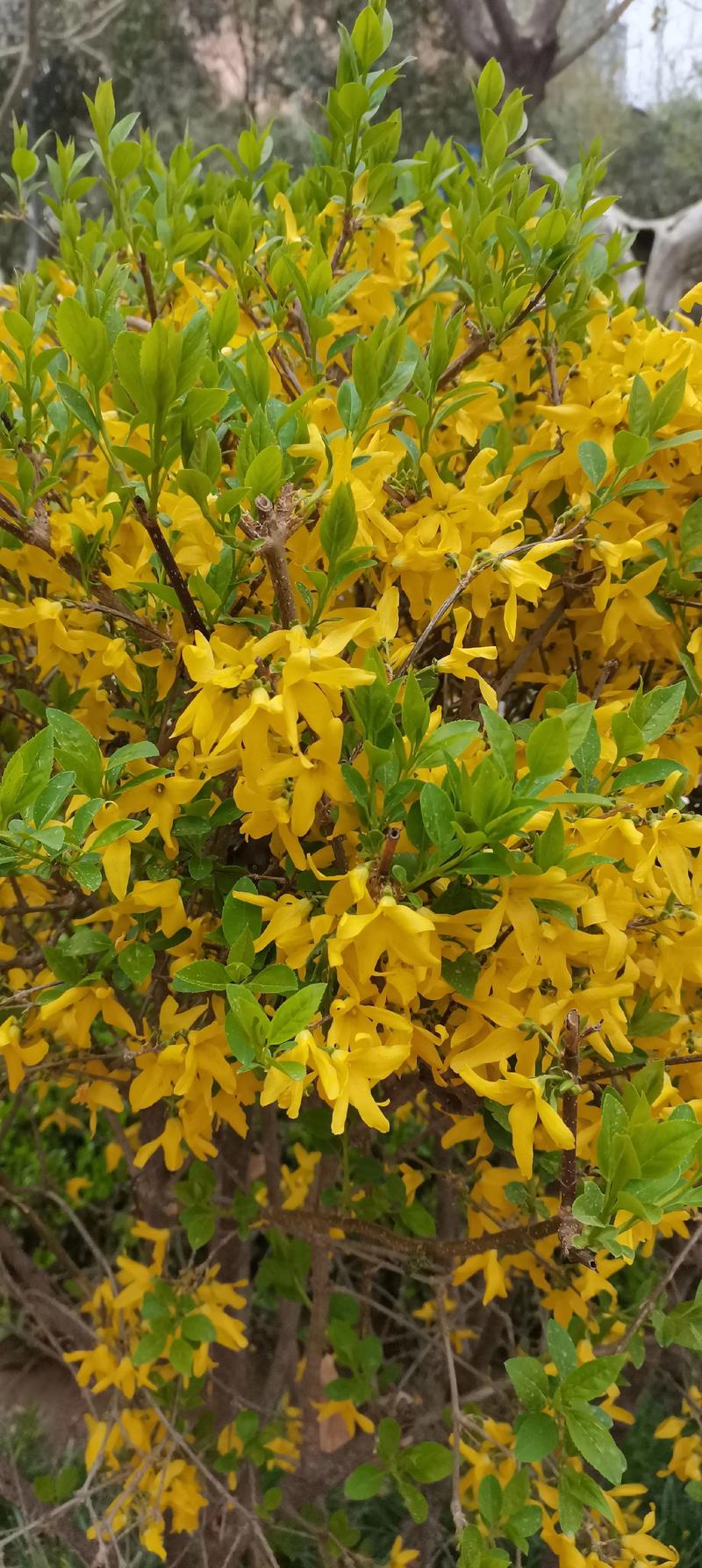 连翘的花语及传说?连翘花的别名有哪些?-第5张图片-优品飞百科 连翘的花语及传说?连翘花的别名有哪些?-第5张图片-优品飞百科