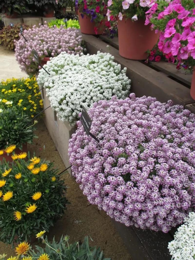 香雪球的花语及作用？香雪球是什么花？