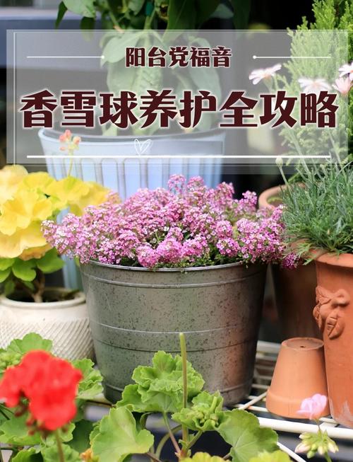 香雪球的花语及作用？香雪球是什么花？-第3张图片-优品飞百科