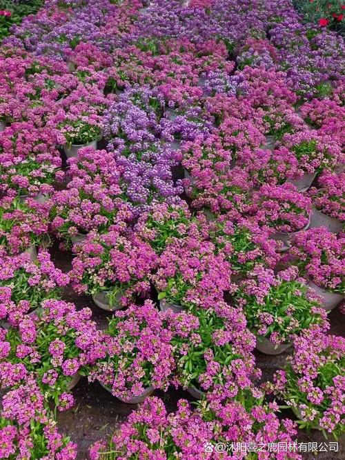 香雪球的花语及作用？香雪球是什么花？-第4张图片-优品飞百科