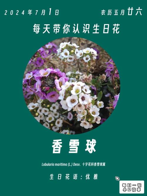 香雪球的花语及作用？香雪球是什么花？-第6张图片-优品飞百科