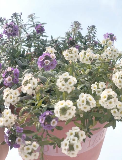 香雪球的花语及作用？香雪球是什么花？-第7张图片-优品飞百科