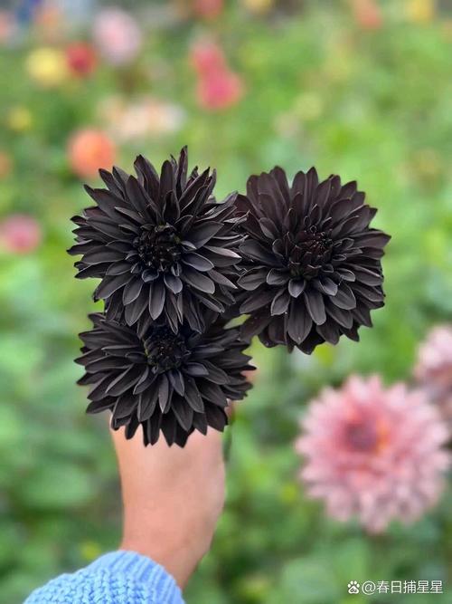 大丽花的花语和寓意，有什么传说故事？大丽花花语及象征？