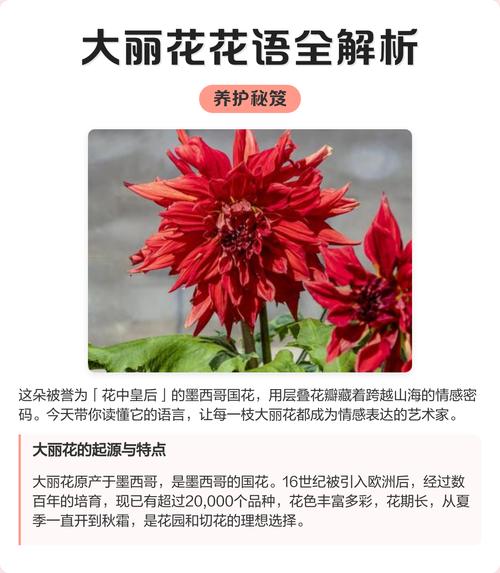大丽花的花语和寓意，有什么传说故事？大丽花花语及象征？-第4张图片-优品飞百科