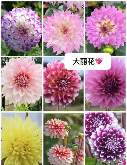 大丽花的花语和寓意，有什么传说故事？大丽花花语及象征？-第5张图片-优品飞百科