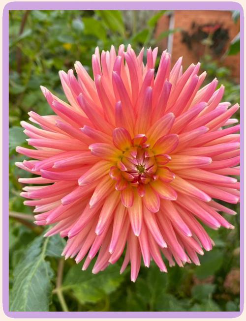 大丽花的花语和寓意，有什么传说故事？大丽花花语及象征？-第6张图片-优品飞百科