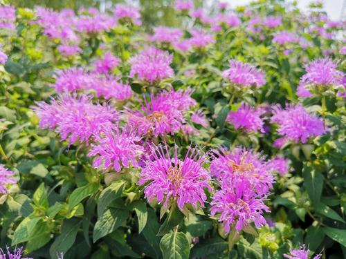 吐鲁番适合养什么花，市花和市树是什么？吐鲁番的气候适合种植？