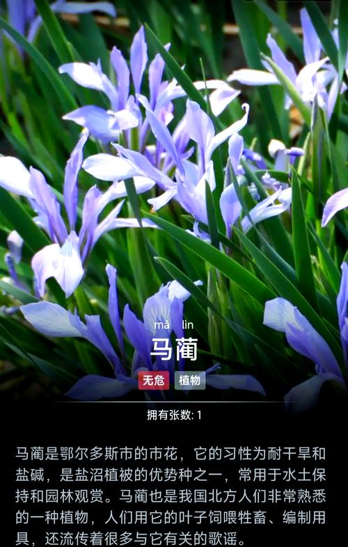 吐鲁番适合养什么花，市花和市树是什么？吐鲁番的气候适合种植？-第3张图片-优品飞百科