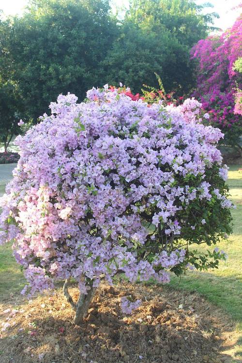 吐鲁番适合养什么花，市花和市树是什么？吐鲁番的气候适合种植？-第4张图片-优品飞百科