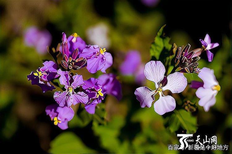 吐鲁番适合养什么花，市花和市树是什么？吐鲁番的气候适合种植？-第5张图片-优品飞百科