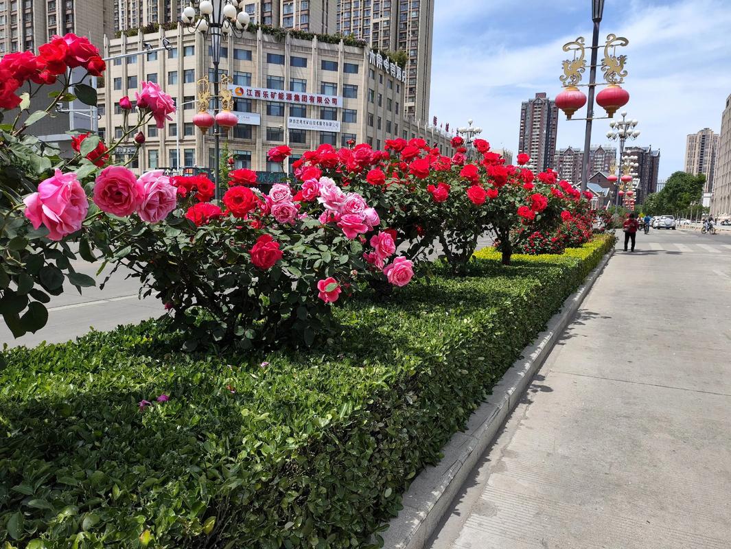 吐鲁番适合养什么花，市花和市树是什么？吐鲁番的气候适合种植？-第6张图片-优品飞百科