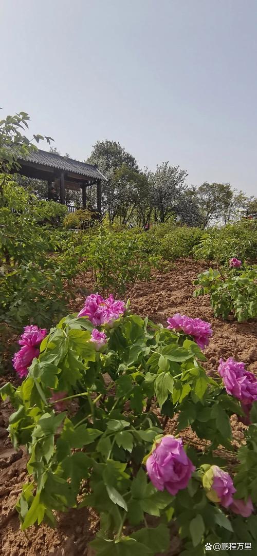 菏泽定陶区天气预报，菏泽定陶天气预报15天青岛？-第5张图片-优品飞百科