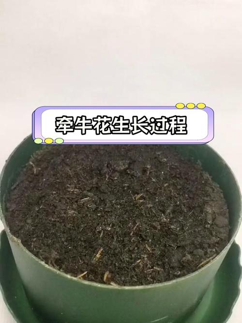 牵牛花靠什么传播种子，牵牛花靠什么传播种子的方法