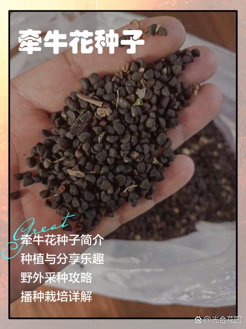 牵牛花靠什么传播种子，牵牛花靠什么传播种子的方法-第2张图片-优品飞百科