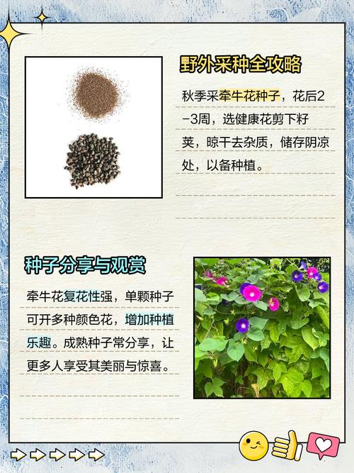 牵牛花靠什么传播种子，牵牛花靠什么传播种子的方法-第3张图片-优品飞百科