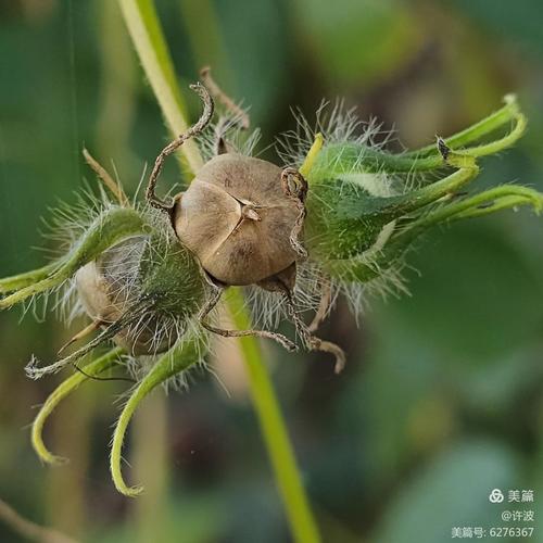 牵牛花靠什么传播种子，牵牛花靠什么传播种子的方法-第5张图片-优品飞百科