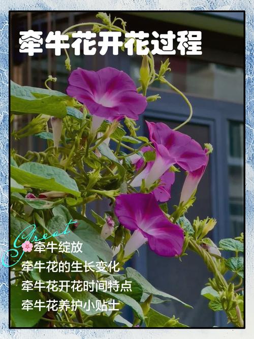 牵牛花靠什么传播种子，牵牛花靠什么传播种子的方法-第6张图片-优品飞百科