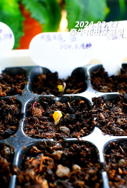 牵牛花靠什么传播种子，牵牛花靠什么传播种子的方法-第7张图片-优品飞百科