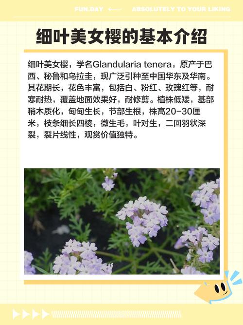 细叶美女樱的主要价值？细叶美女樱介绍？