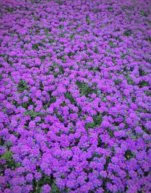 细叶美女樱的主要价值？细叶美女樱介绍？-第2张图片-优品飞百科