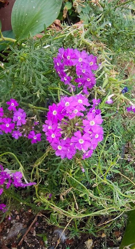 细叶美女樱的主要价值？细叶美女樱介绍？-第3张图片-优品飞百科