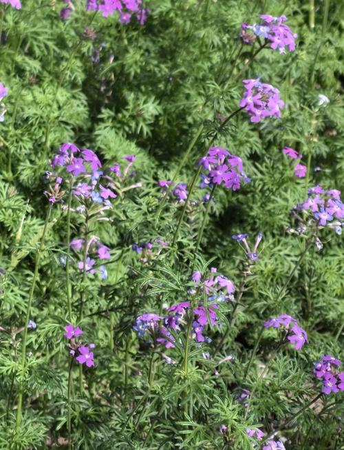 细叶美女樱的主要价值？细叶美女樱介绍？-第4张图片-优品飞百科